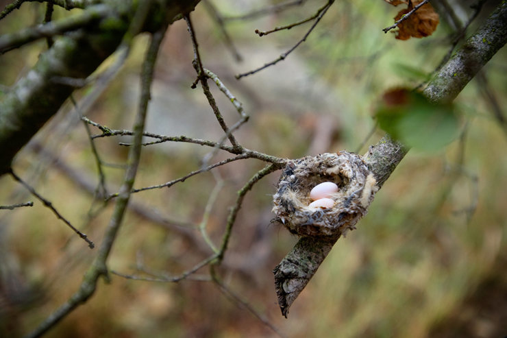 Anna's Hummingbird nest & eggs