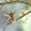 Anna's Hummingbird<br>
www.EarthworksImagery.com