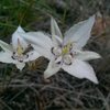 Tiny lilies near the Slot Problem.