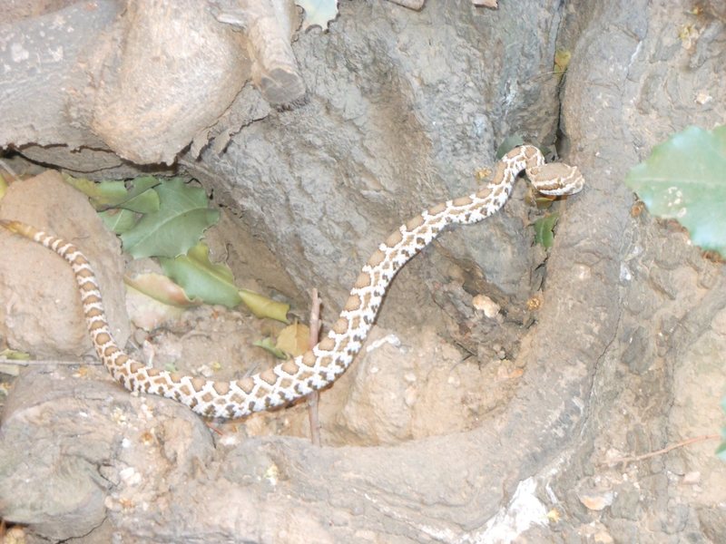 Young Southern Pacific Rattlesnake