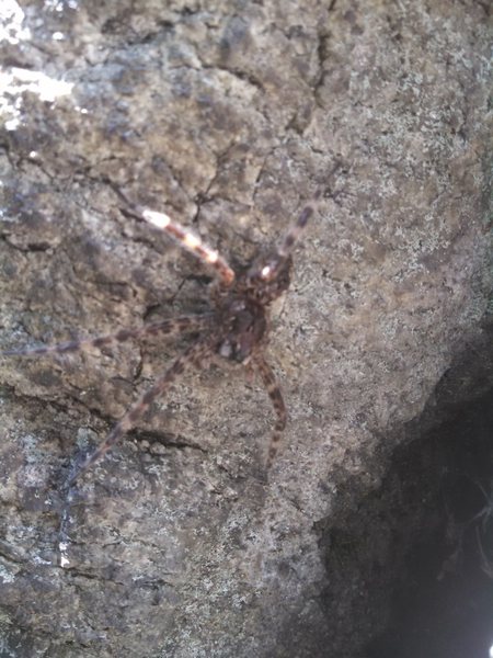 Poor photo quality on a highly camouflaged spider, this was midway up the crack. The size of a small crab, she was missing three legs and clutched an egg sac full of the next generation of spiderlings in her mandibles.