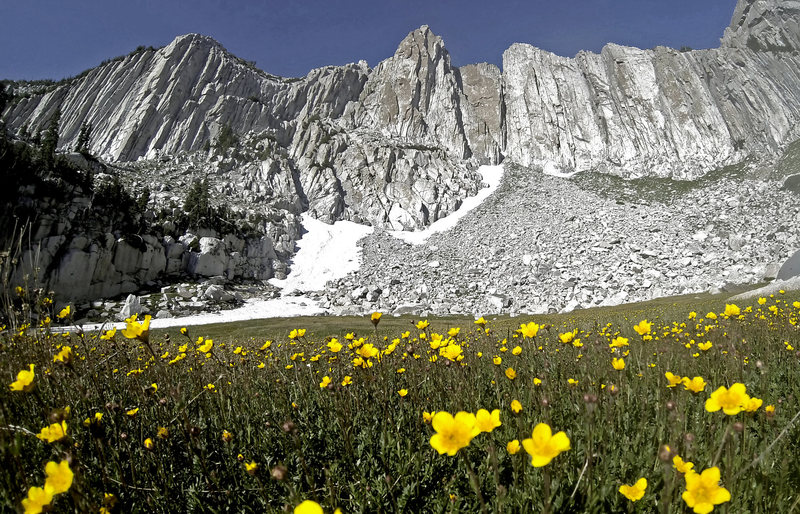 the meadow