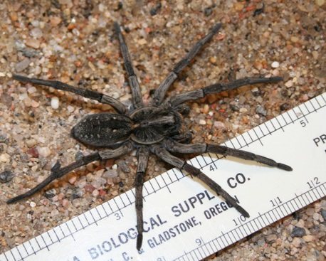 Wolf Spiders like this one adorn the cliff, so double check where you're  about to