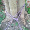 Rope anchor around set of trees. Anchor set low towards base. Bowline knot backed up with double fisherman.