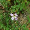 Wild Geranium (Geranium richardsonii), San Bernardino Mountains