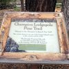 Champion Lodgepole Pine Trail Marker, Big Bear South