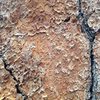 Ponderosa Pine bark detail, Big Bear South