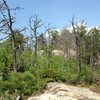 Top of the slab in 2014.  Trees dead from 2010 brushfire.