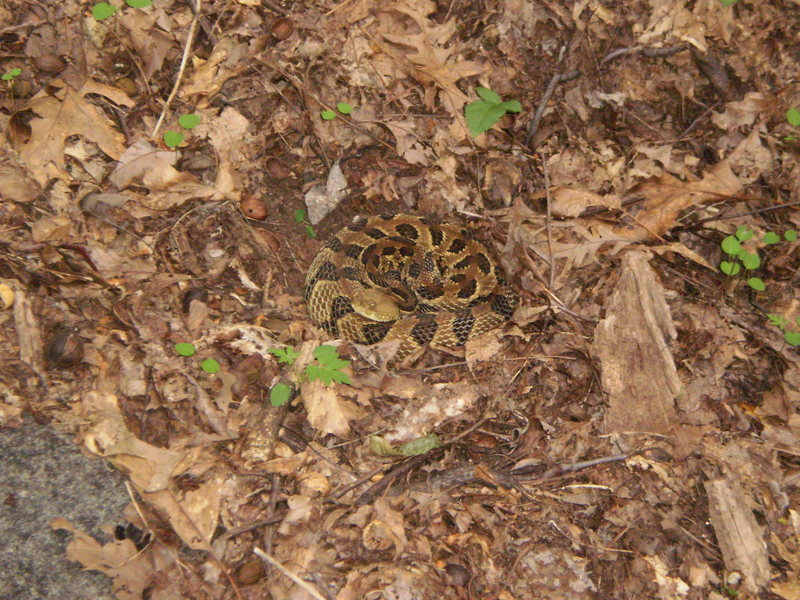 Timber Rattler at the Bald in the summer.