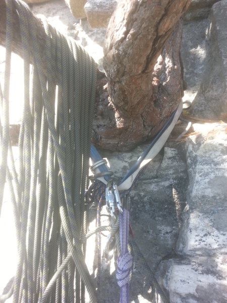 'Optional' hanging belay after exiting the Arch. The moves up to this tree were the scariest part of the climb, since they were exposed, unprotected, and a fall would be very big and very messy..