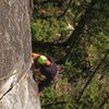 Derek upon reaching the thin-hand section on A hatch. Just past the thin, crux traverse. 