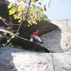 The Direct Finish variation to Heroes (unconfirmed 5.9)  Here I am getting the gear before committing to the undercling moves out around the point.