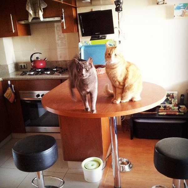 my cats at home