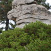 Cool Dino formation a stone's throw from Railroad Gin (VO).  If you see this you are very near the Black Bluff Crags.