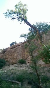 The whole bear hollow wall