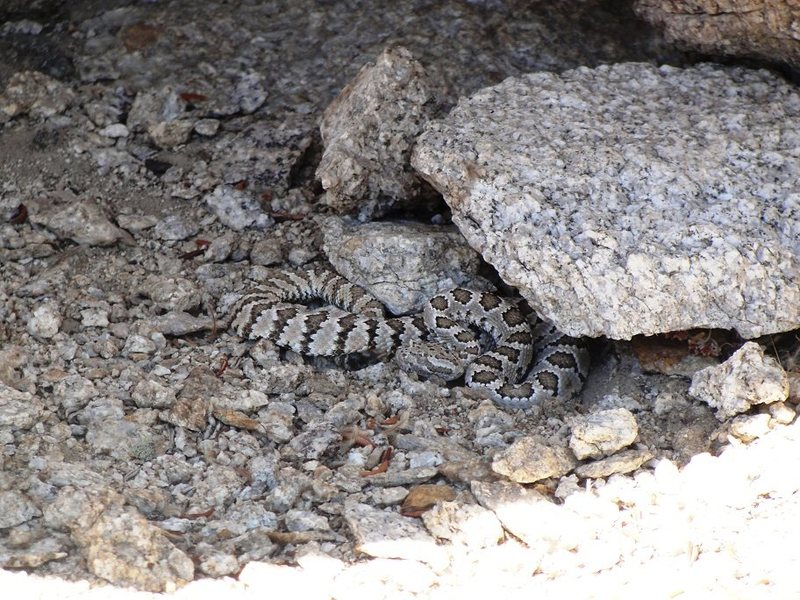 Found this guy hidden in the shade at the start of pitch No. 5.