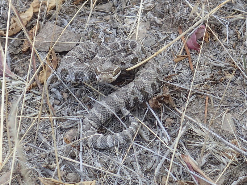 Baby rattler in the trail near the base of the "Honeycomb Wall" crag at the end of September.