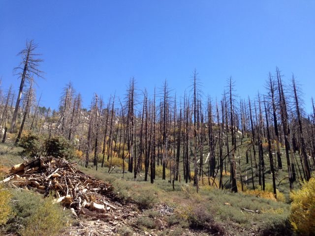 Burned trees along 2N13, Big Bear North