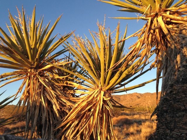 Yuccas in the Cottonwood Area, Joshua Tree NP