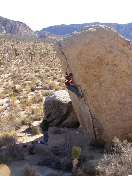 Joshua Tree