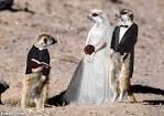 Meerkat marriage