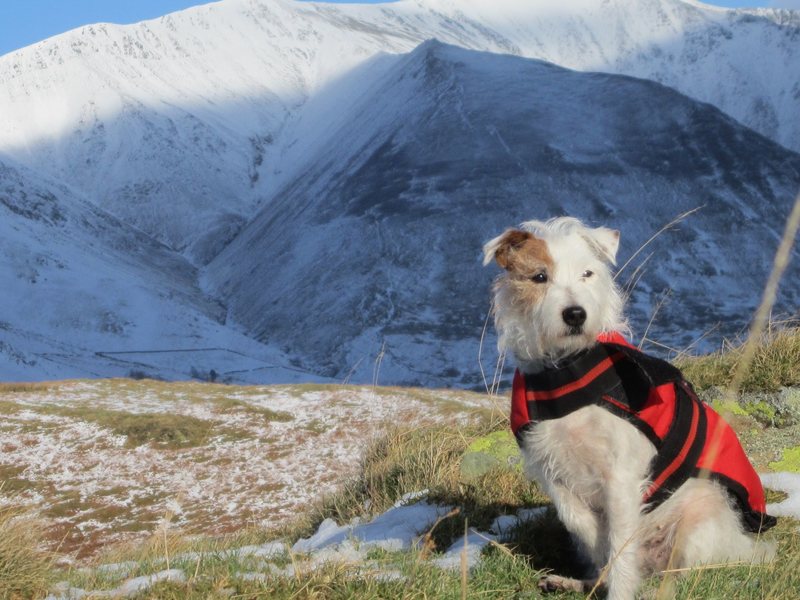 Nettle 1st Feb 2015. Lake District