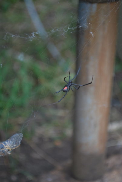 Our traveling companion Summer 2014.  She took to catching and eating cicadas as there were an abundance of them.