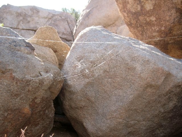 Spider's web, Joshua Tree NP