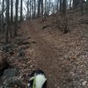 Searching for boulders with my pooch