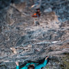 Kaycee climbing Syzygy, her 2nd lead. (Canon 70d)