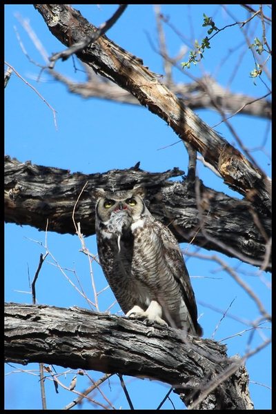 Found this guy close in the area... and he found a snack