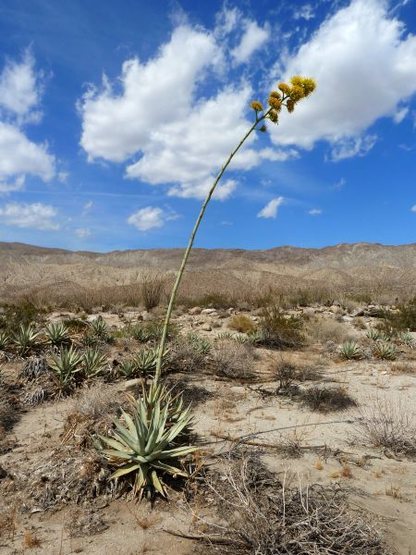 Century Plant (Agave americana) in Lower Coyote Canyon, Anza Borrego SP