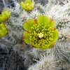 Cholla bloom at the Comic Book Area, Joshua Tree NP