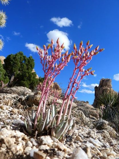 Live-forever (Dudleya saxosa) in the Comic Book Area, Joshua Tree NP