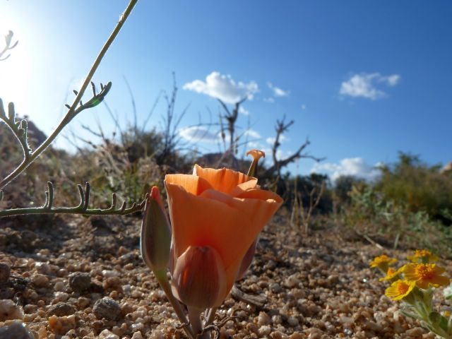 Desert Mariposa Lily (Calochortus kennedyi), Joshua Tree NP