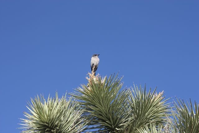 Put a bird on it, Joshua Tree NP