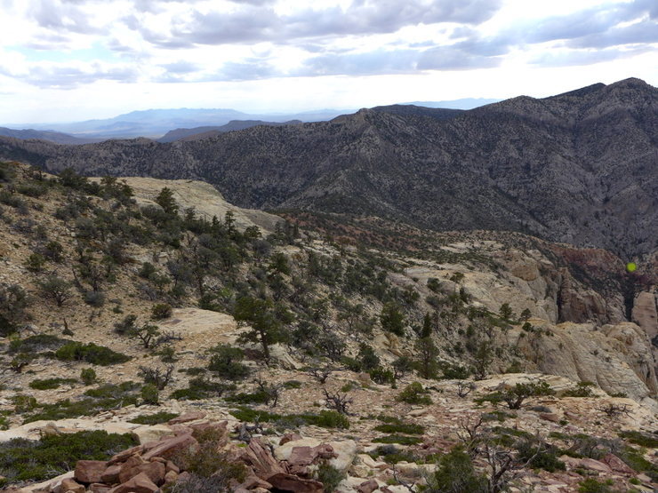 brushy gully