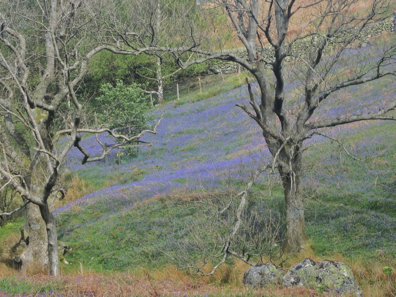 More Bluebells in the Buttermere Valley