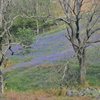 More Bluebells in the Buttermere Valley