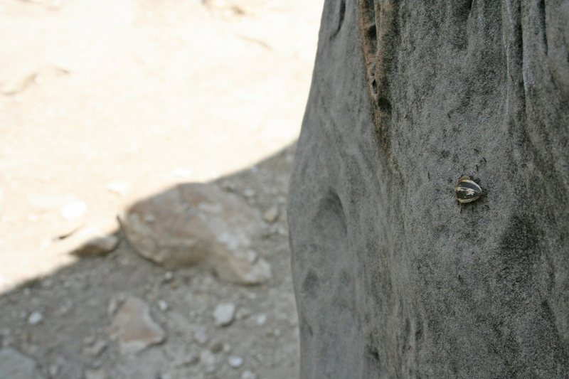 Ants hauling a shell up Super Sloper