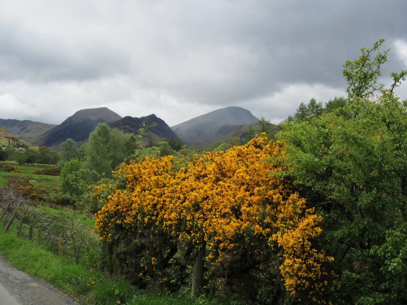 Gorse Bush and Robinson Mt