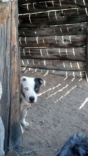 My dog, Panda, enjoying the cabin.