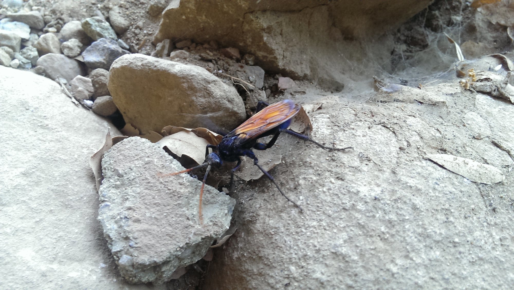 Critters of the Tor: The tarantula hawk boasts the second most painful  insect sting in the world. <br> https://en.wikipedia.org/wiki/Tarantula_hawk