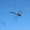 A beautiful Dragonfly suspended by a spider's web above the Saddle Peak Trail.