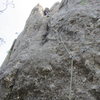 Anne Meyer leading Second Hand Rose Arete 
