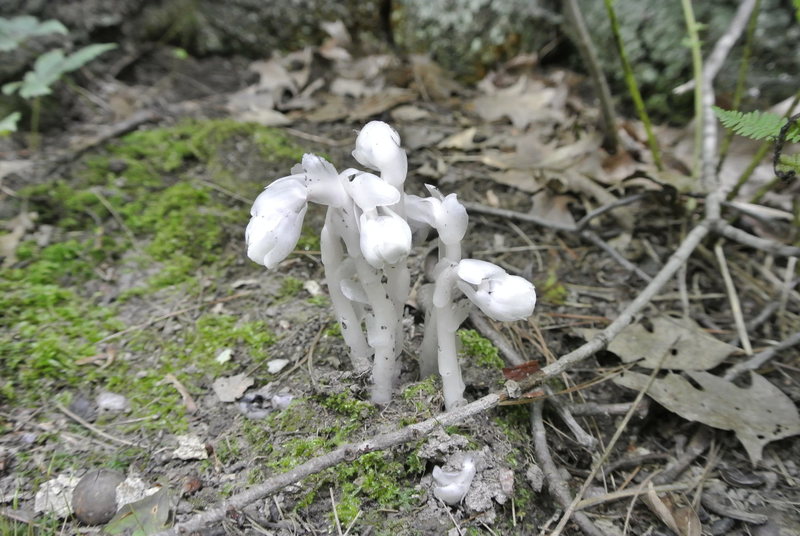 Monotropa Uniflora.  Ghost Plant.  Indian Pipe.  Corpse Plant.  No Chlorophyll.  Parasitic to some trees and some fungus.  Found down below the East Bluff along boulder field right off the trail.