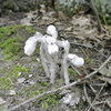 Monotropa Uniflora.  Ghost Plant.  Indian Pipe.  Corpse Plant.  No Chlorophyll.  Parasitic to some trees and some fungus.  Found down below the East Bluff along boulder field right off the trail.