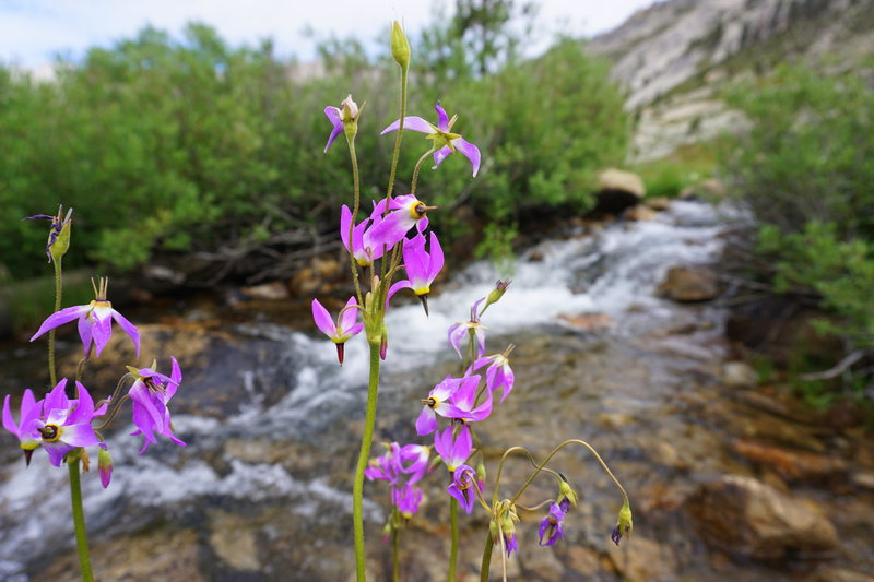 Flowers near camp