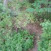 The turn off from the river trail to get to the boulder/wall.  The boulder is visible in the background.