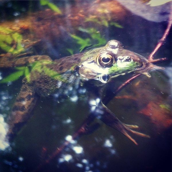 Check out the pond in the middle of the crag, there's always plenty of frogs there!